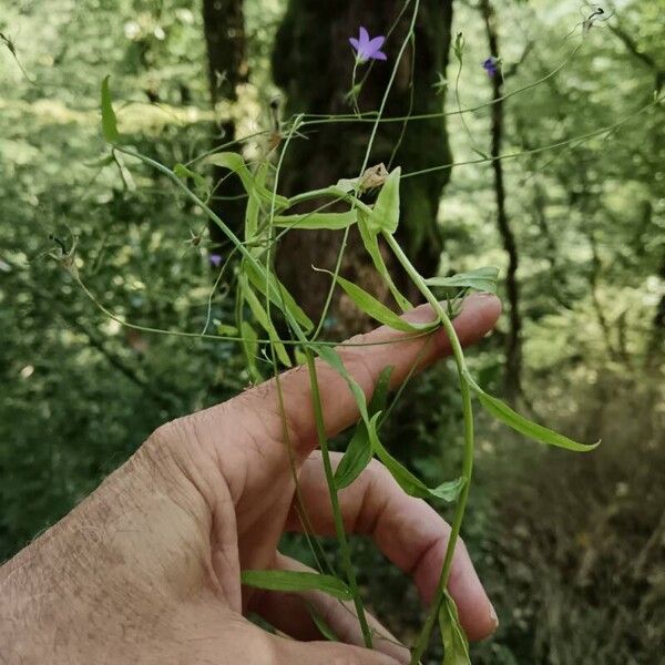 Campanula patula Hàbitat