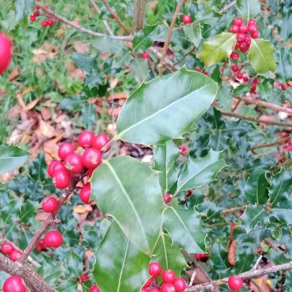 Ilex aquifolium पत्ता