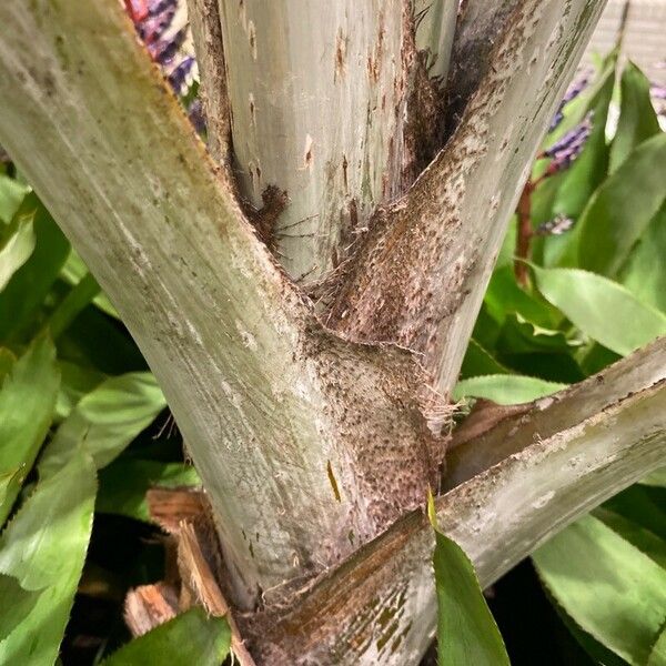 Washingtonia robusta Bark