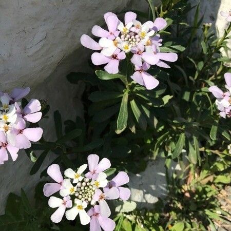 Iberis gibraltarica Flower