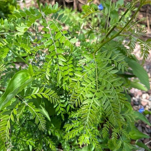 Gleditsia aquatica Folha