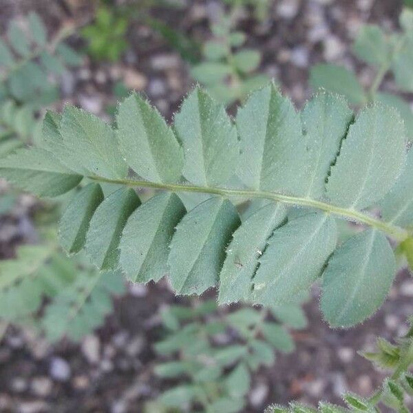 Cicer arietinum Leaf