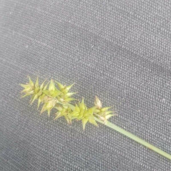 Carex echinata Flower