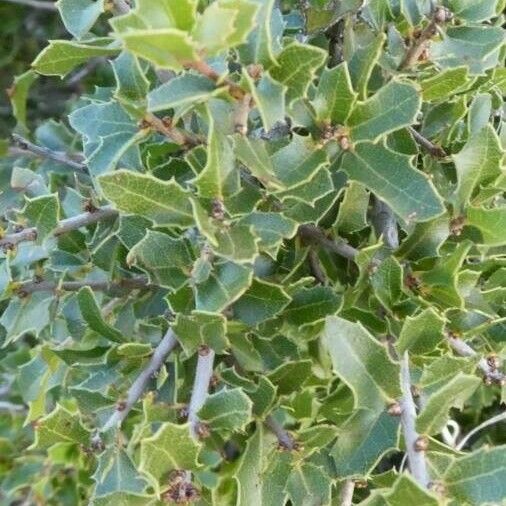 Quercus coccifera Blatt