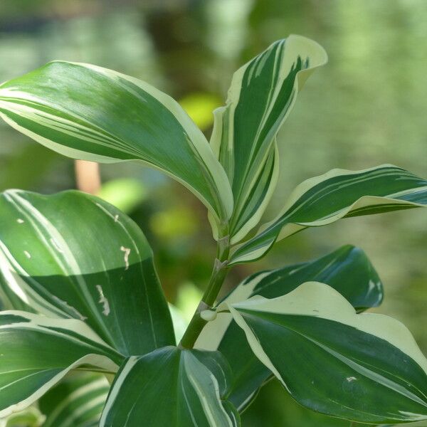 Hellenia speciosa Other