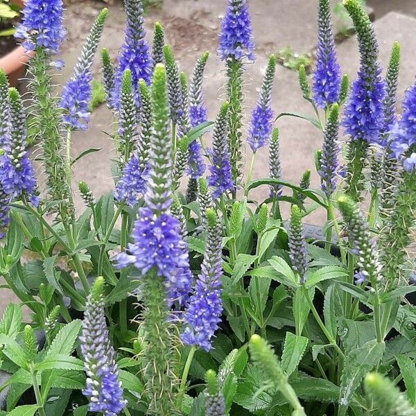 Veronica spicata Hábito