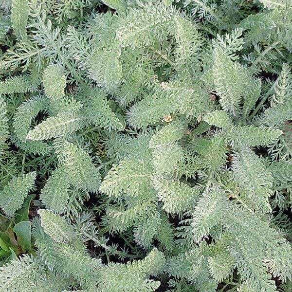 Achillea crithmifolia Hostoa