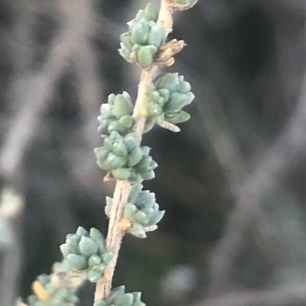 Caroxylon vermiculatum Fuelha