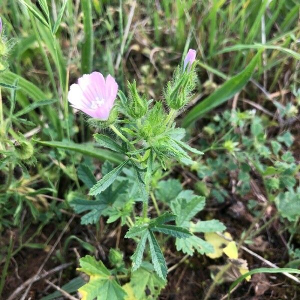 Malva setigera Blodyn