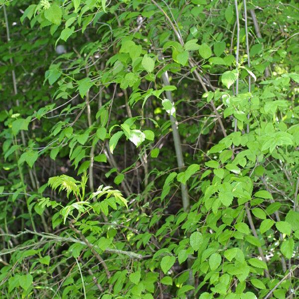 Viburnum recognitum Habit