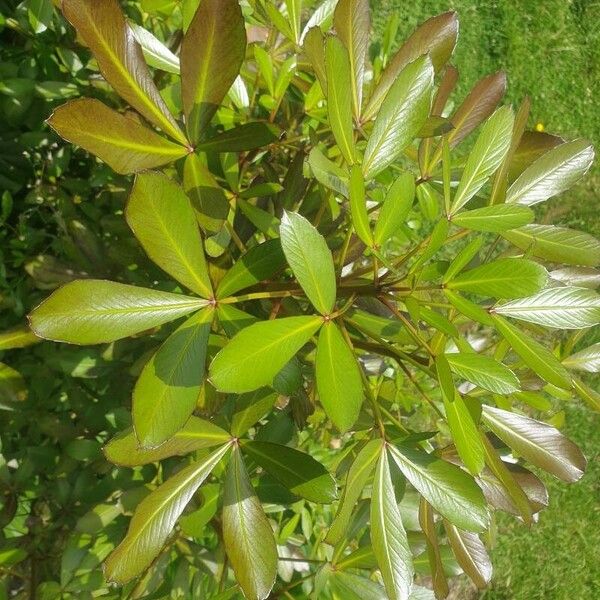 Pseudopanax lessonii पत्ता