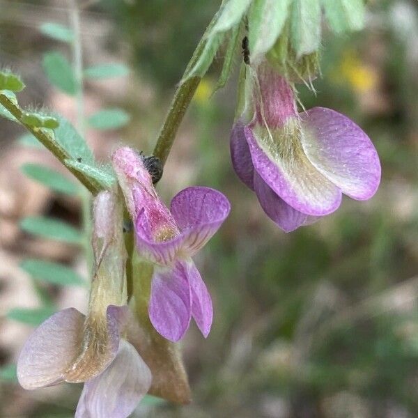 Vicia pannonica Flower