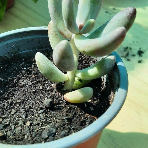 Sedum pachyphyllum Leaf