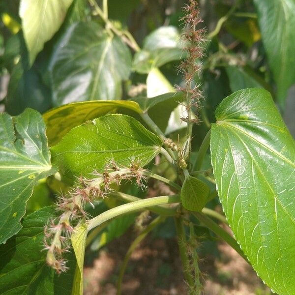 Acalypha macrostachya फूल