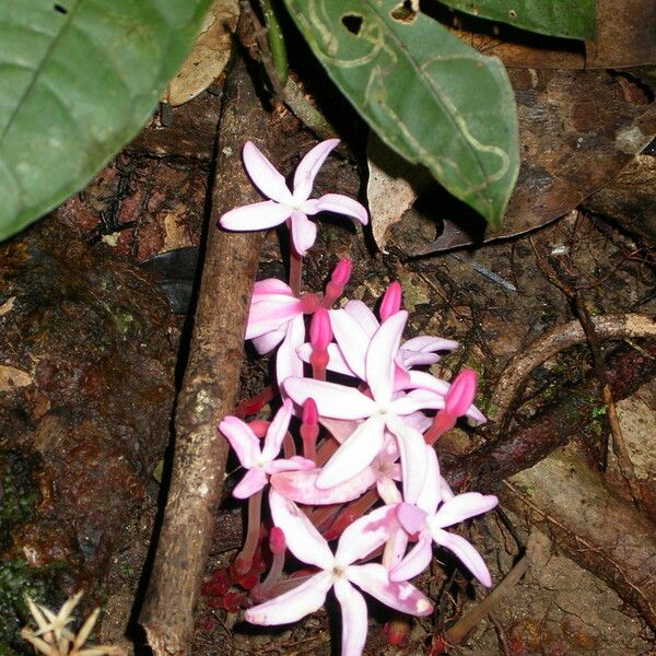 Voyria rosea Õis