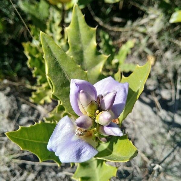 Acanthus ilicifolius Flower
