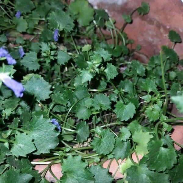 Campanula portenschlagiana Folha