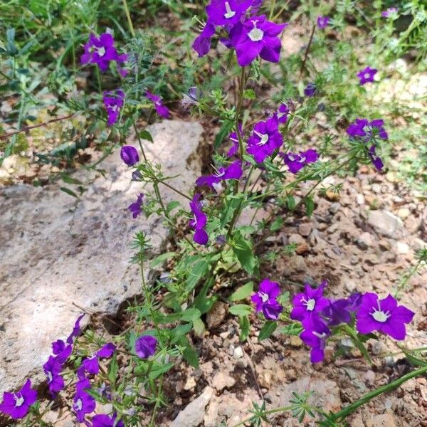 Legousia speculum-veneris Vivejo