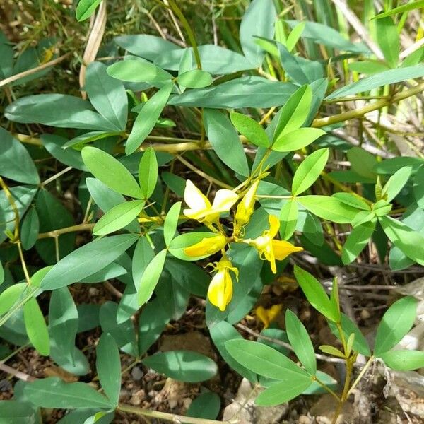 Crotalaria micans Hábito