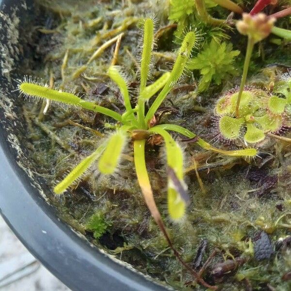 Drosera capensis 葉