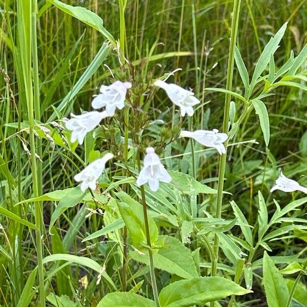 Penstemon calycosus Flower