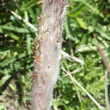 Imperata cylindrica Flors