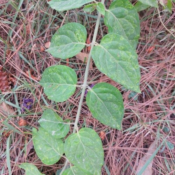 Jasminum multiflorum Leaf