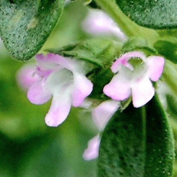 Thymus pulegioides Flower