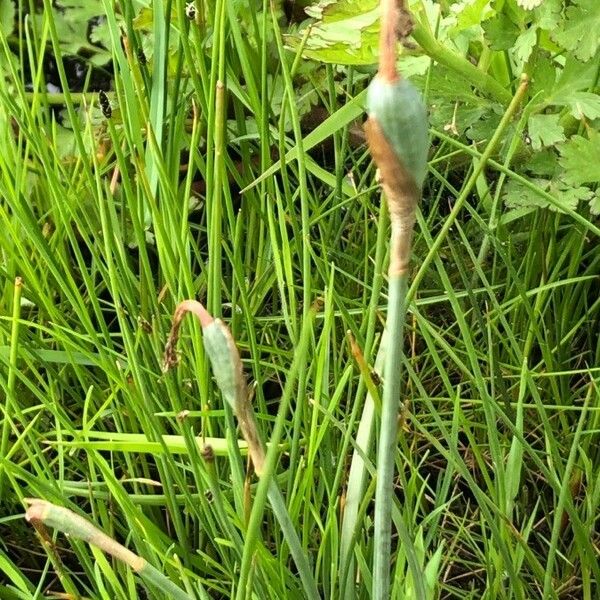 Allium vineale Leaf