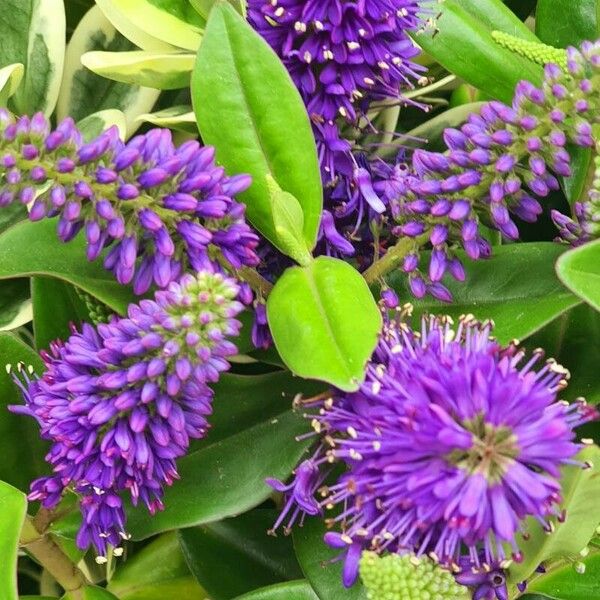 Veronica × andersonii Flor