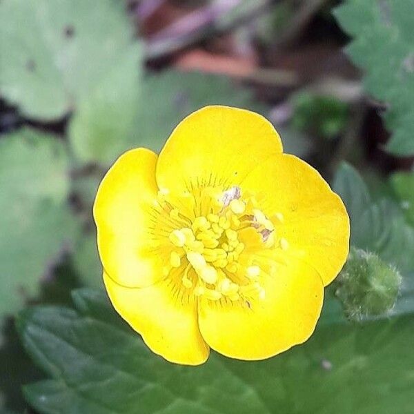 Ranunculus repens പുഷ്പം