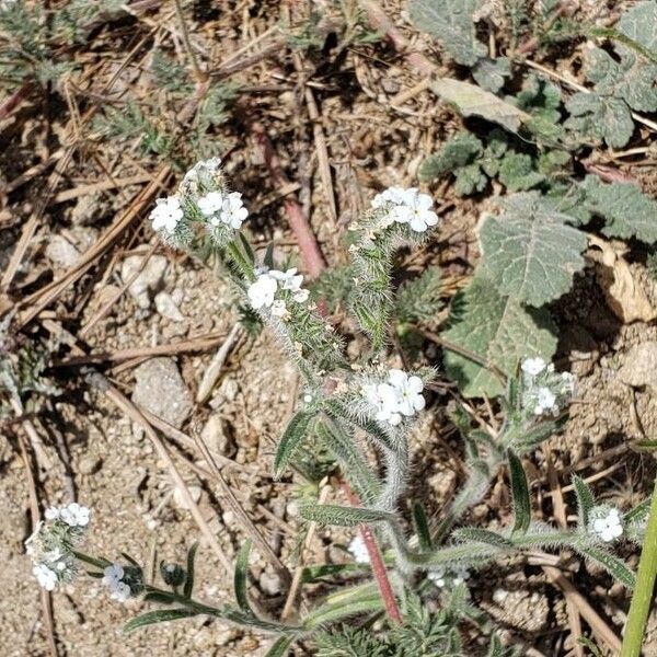 Cryptantha clevelandii Blüte