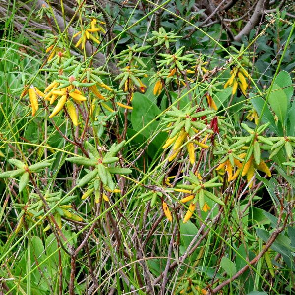 Rhododendron tomentosum 整株植物