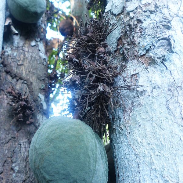 Theobroma cacao Fruit