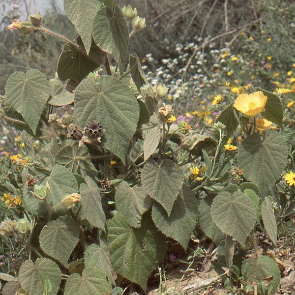 Abutilon grandifolium Habit