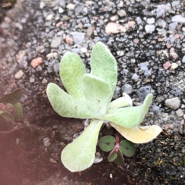 Pseudognaphalium luteoalbum Leaf