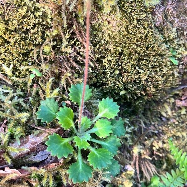 Saxifraga spathularis Frunză