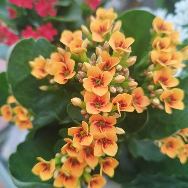 Kalanchoe crenata Flower