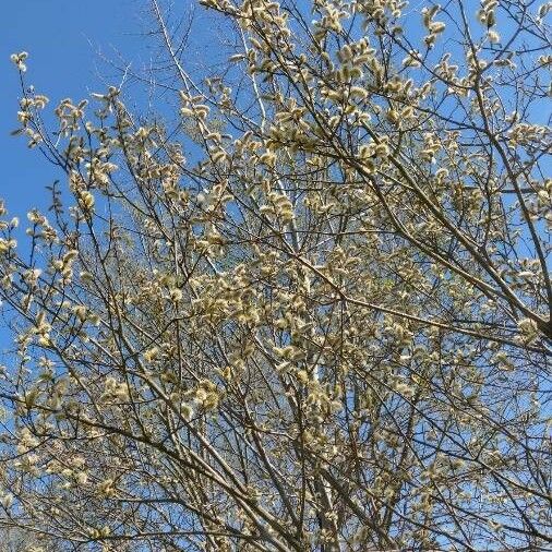 Salix daphnoides Flower