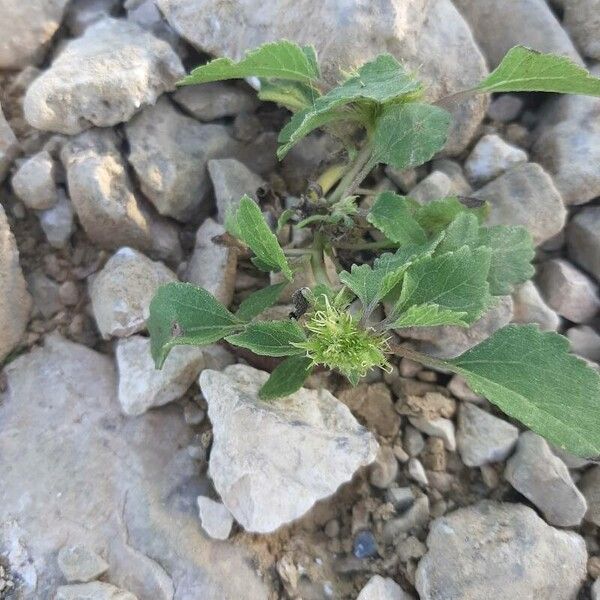 Xanthium orientale Gyümölcs