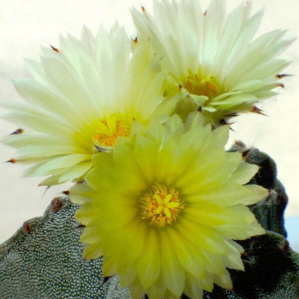 Astrophytum myriostigma Кветка