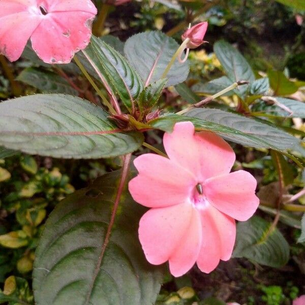 Impatiens hawkeri Квітка