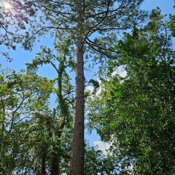 Pinus taeda Habitat