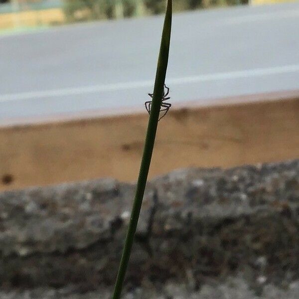 Juncus effusus Лист