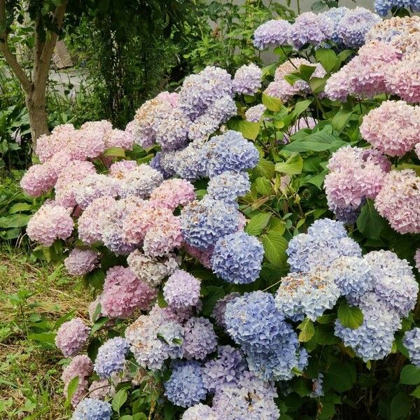 Hydrangea macrophylla Flower