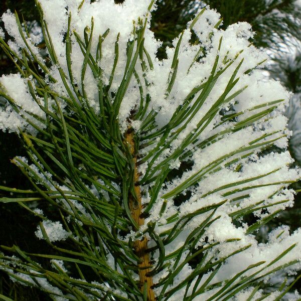 Pinus sibirica Leaf