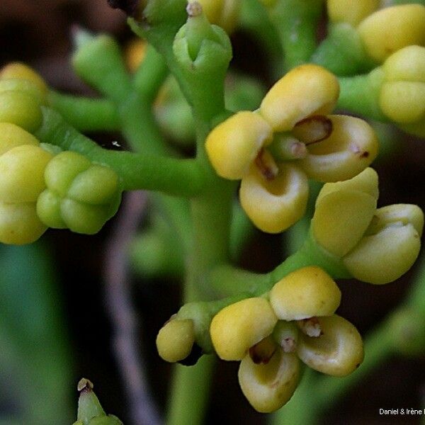 Chionanthus pedunculatus Meyve