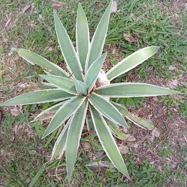 Agave vivipara Leaf