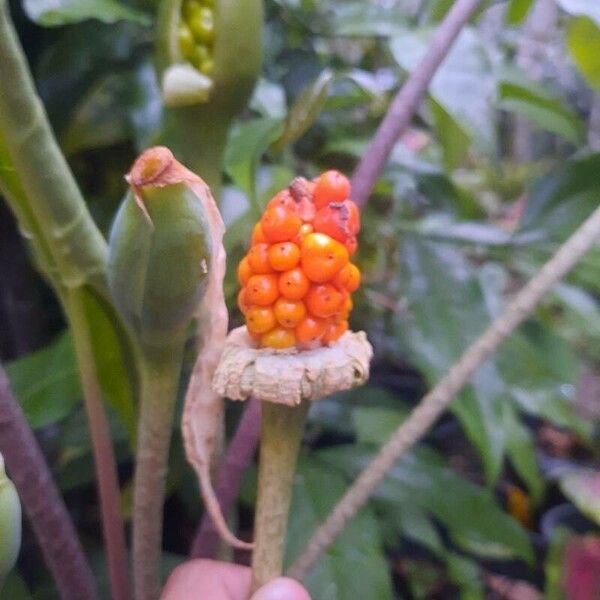 Colocasia esculenta Fruit