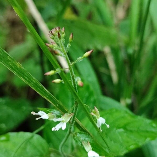 Circaea lutetiana ফুল